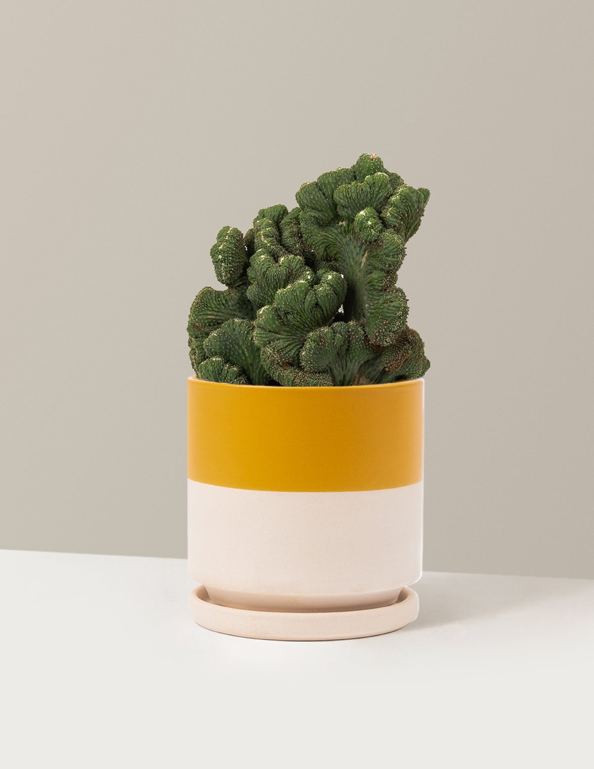 Cereus Green Coral Cactus