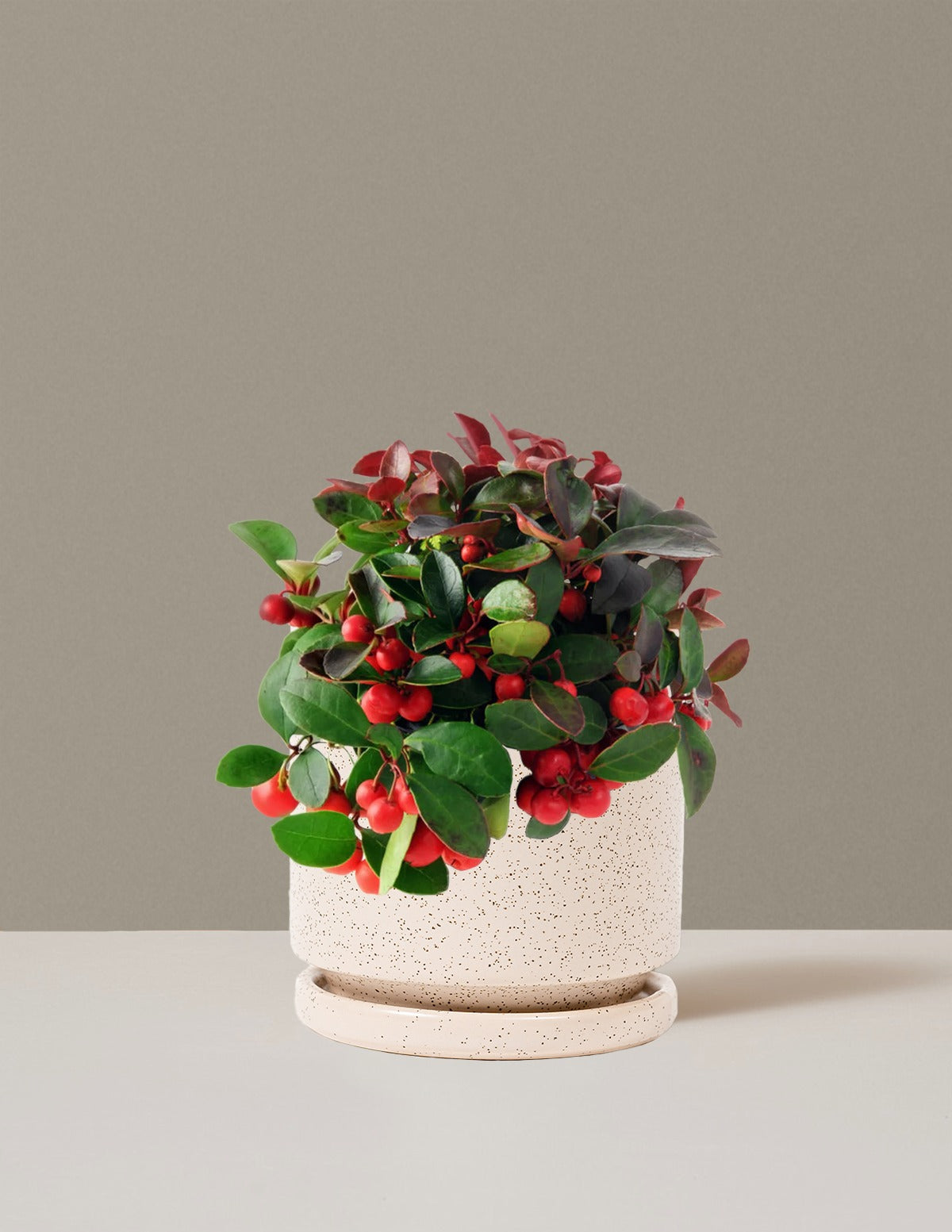 Wintergreen Cherry Berries