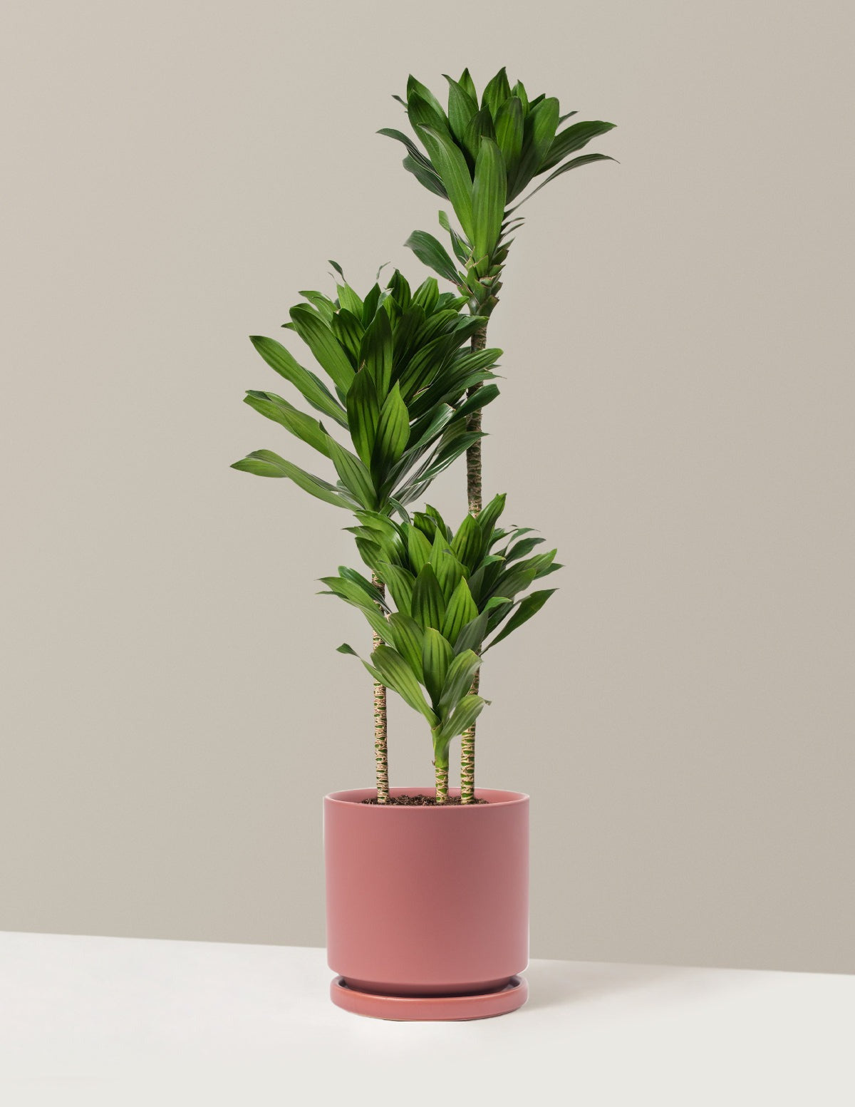 Large Dracaena Compacta Cane