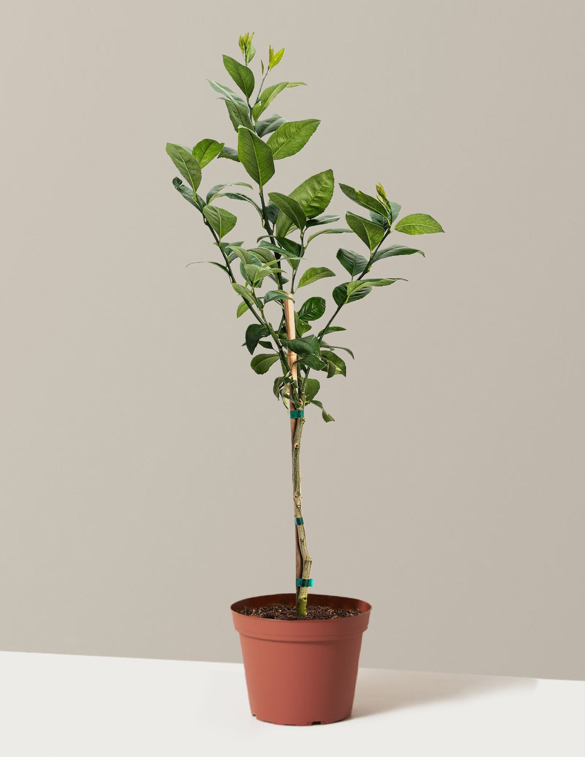Meyer Lemon