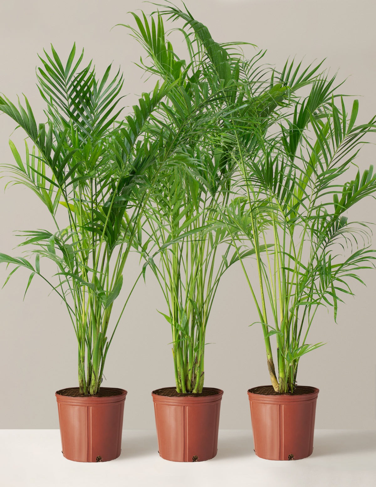 Large Cat Palm