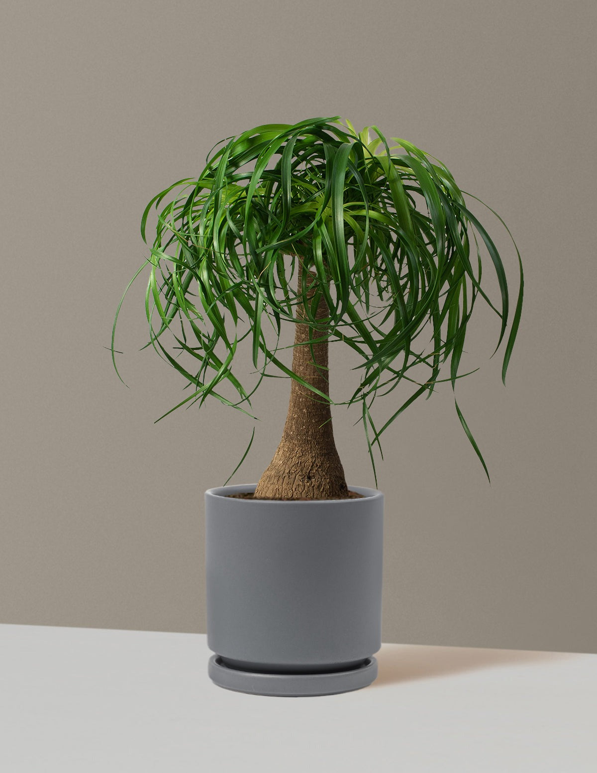 Ponytail Palm