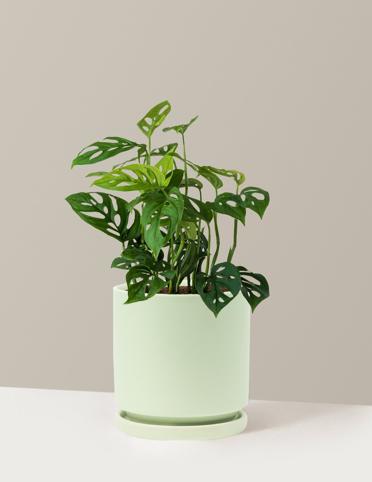 Monstera Esqueleto