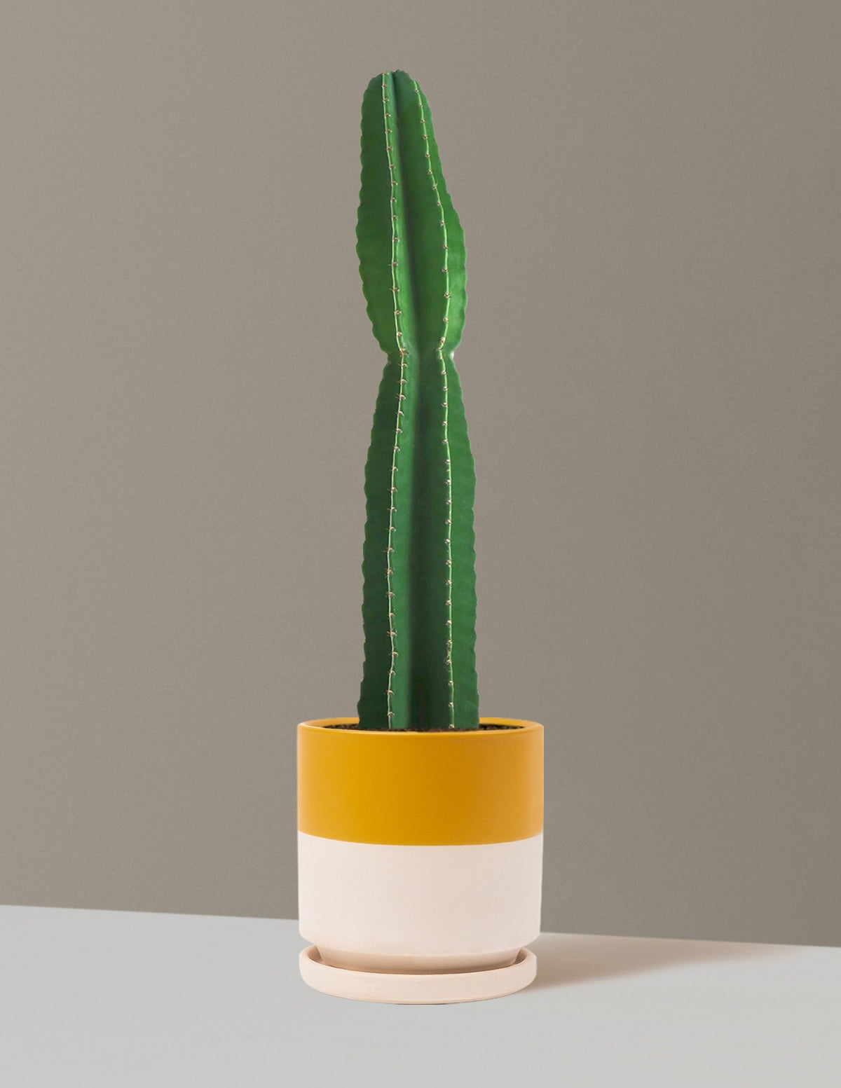 Large Peruvian Apple Cactus