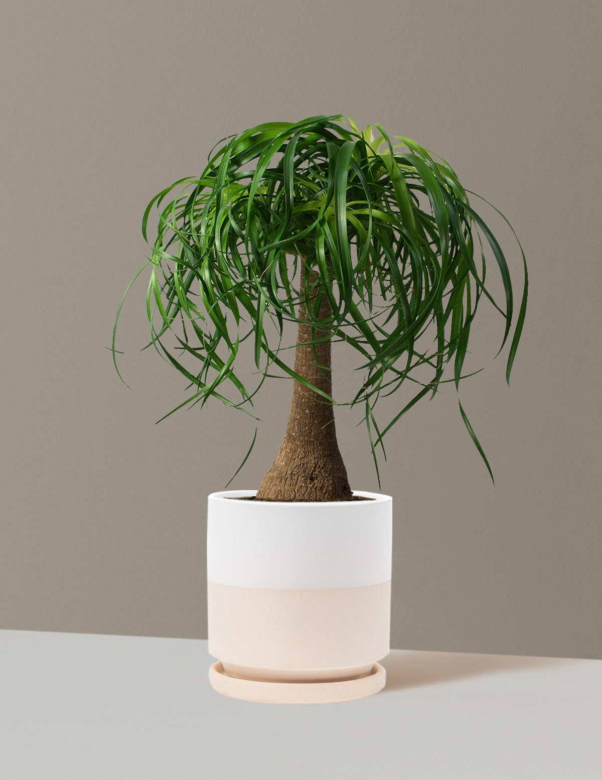 Ponytail Palm