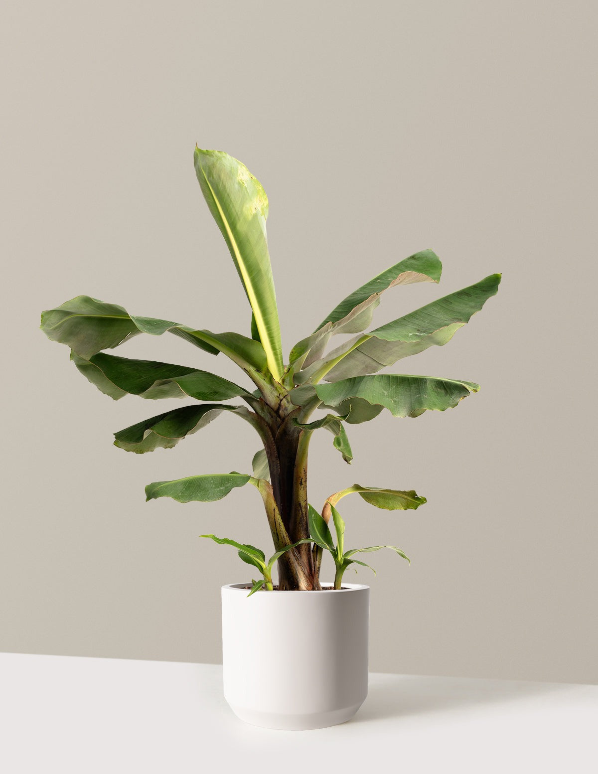 Truly Tiny Dwarf Banana Tree