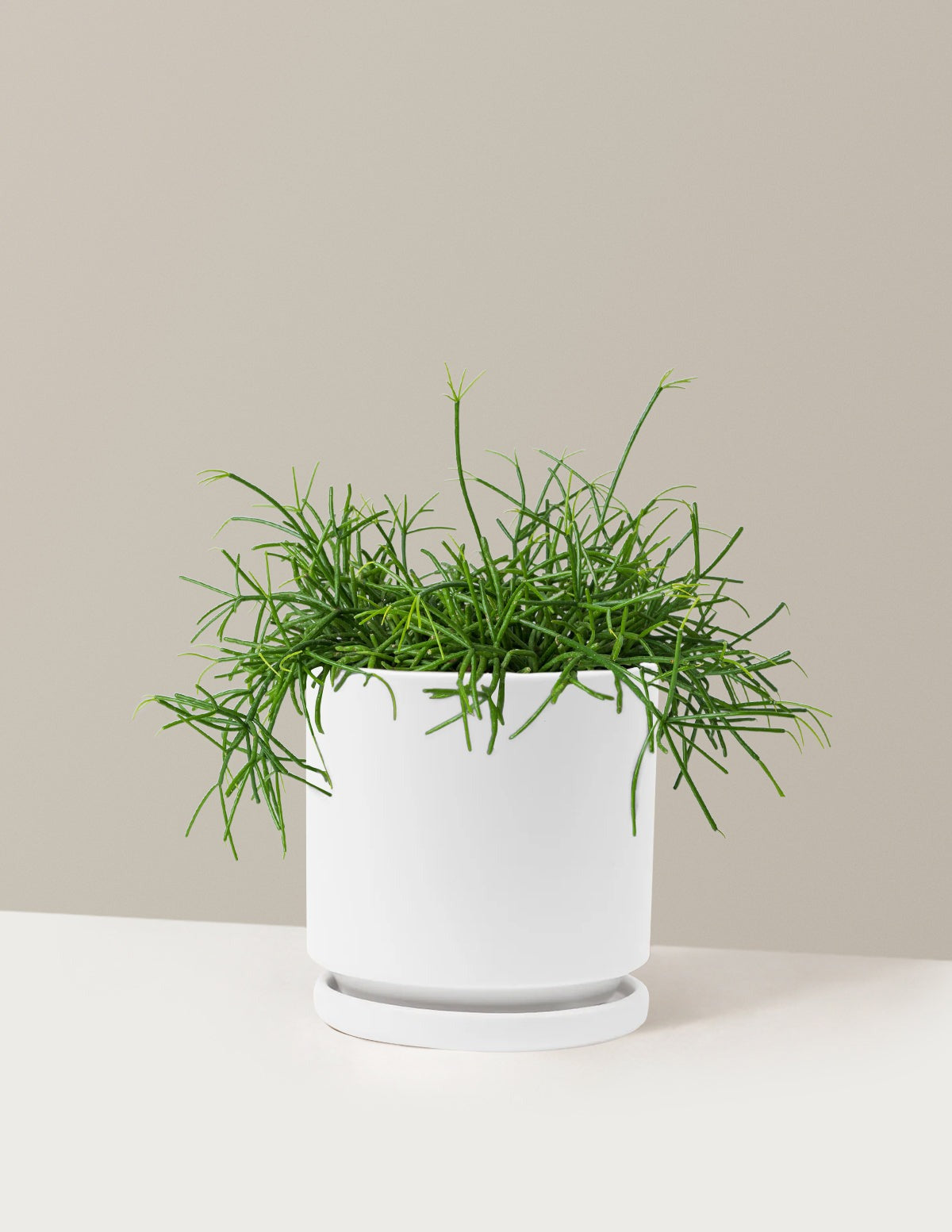Mistletoe Cactus