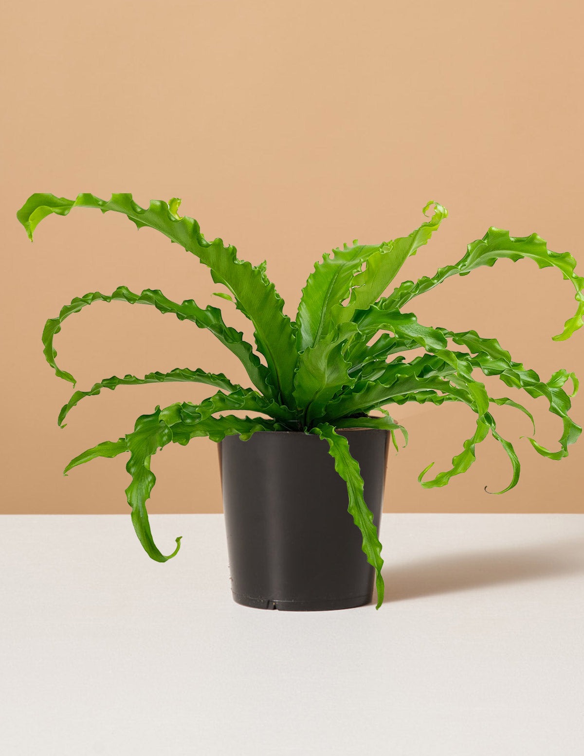 Bird's Nest Fern
