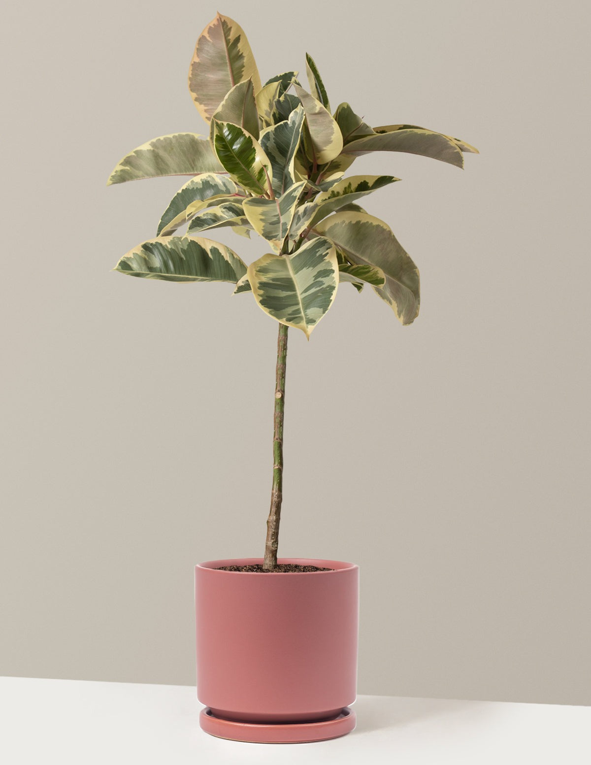 Ficus Tineke Tree