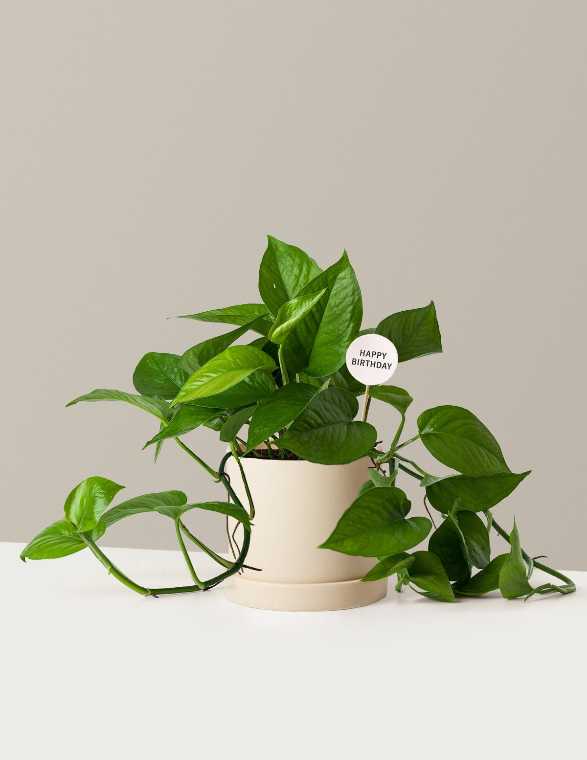 Happy Birthday Jade Pothos