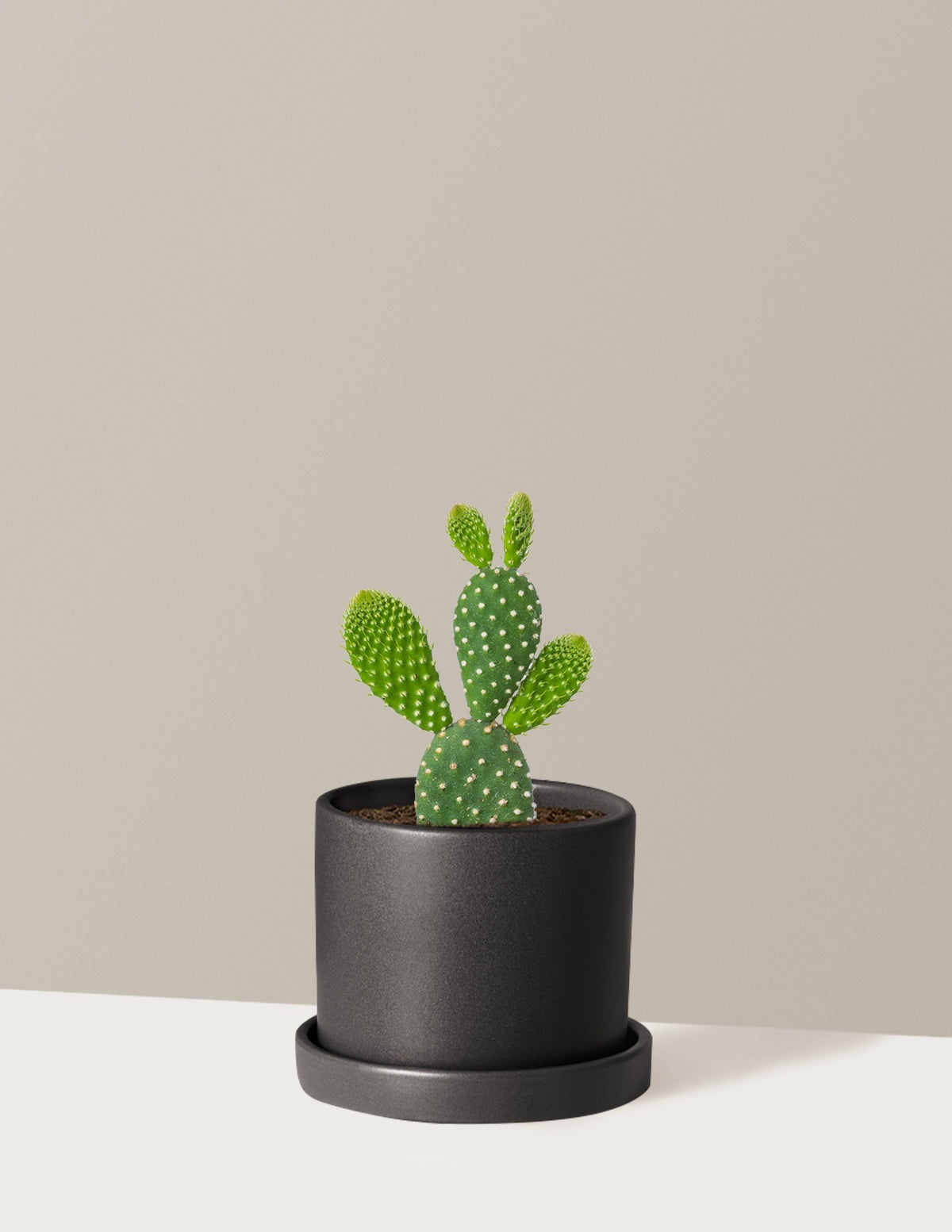 Bunny Cactus
