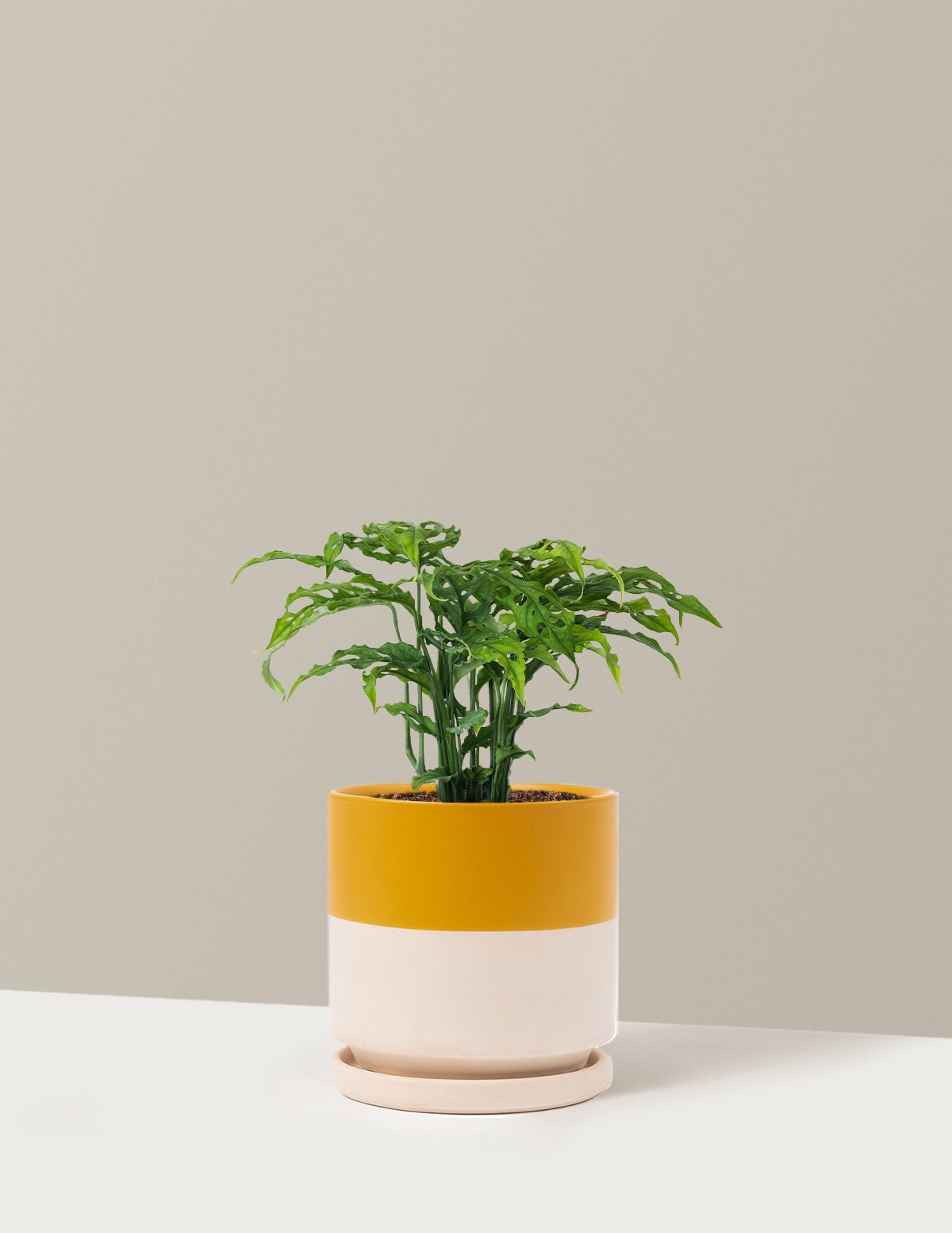 Rare Monstera Obliqua