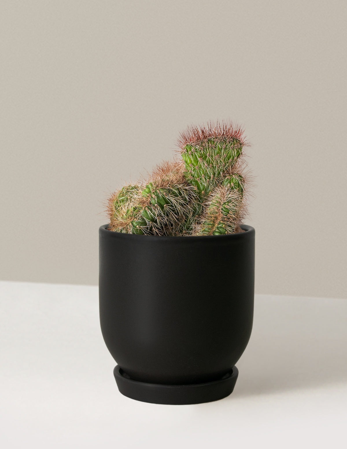 Teddy Bear Cactus