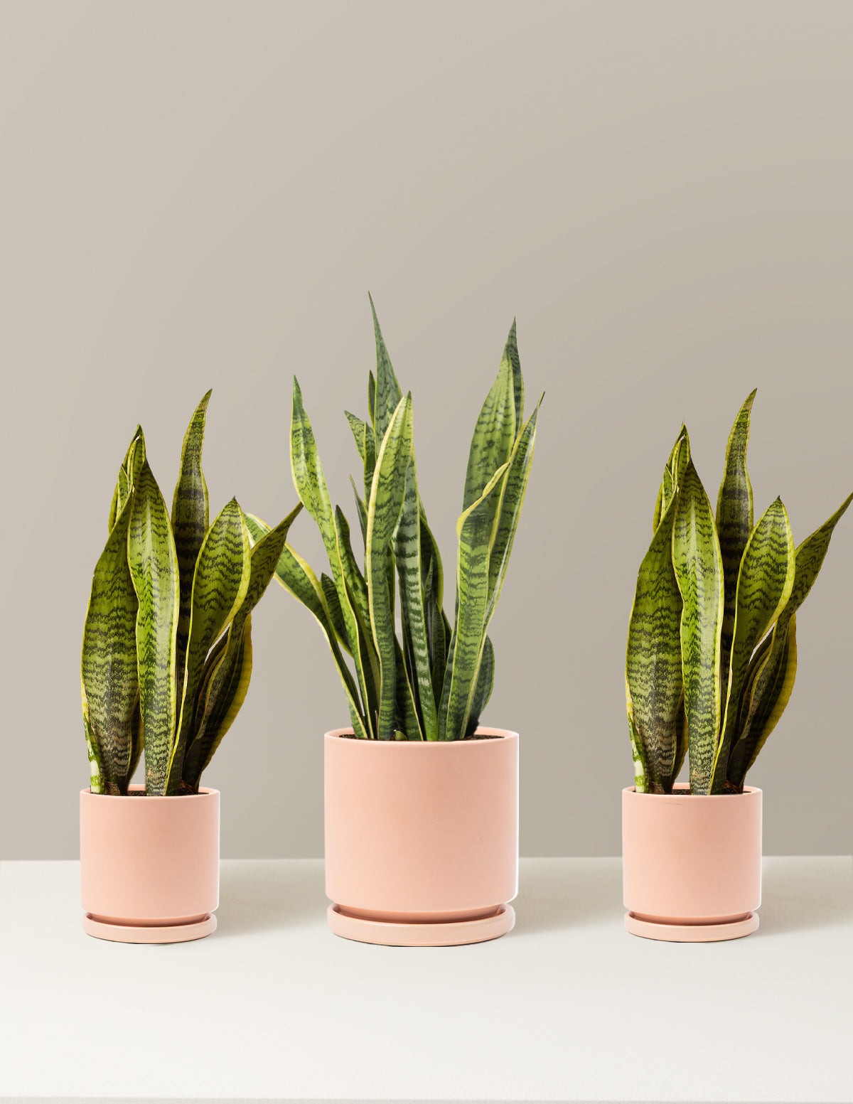 Air Purifying Trio