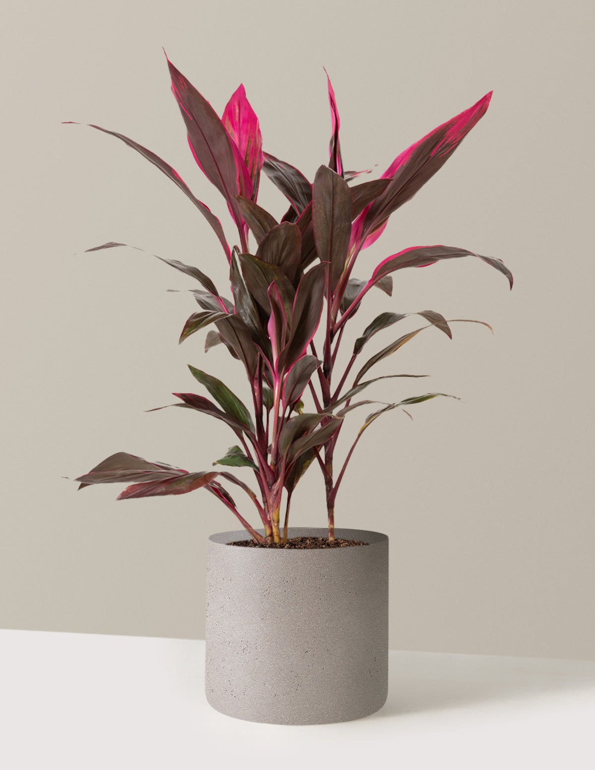 Large Cordyline Red Sister