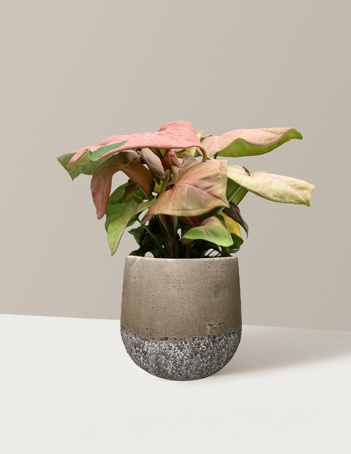 Pink Arrowhead Plant