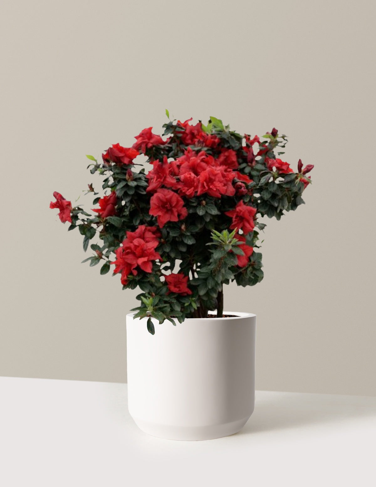 Ever AfterTM Ruby Azalea