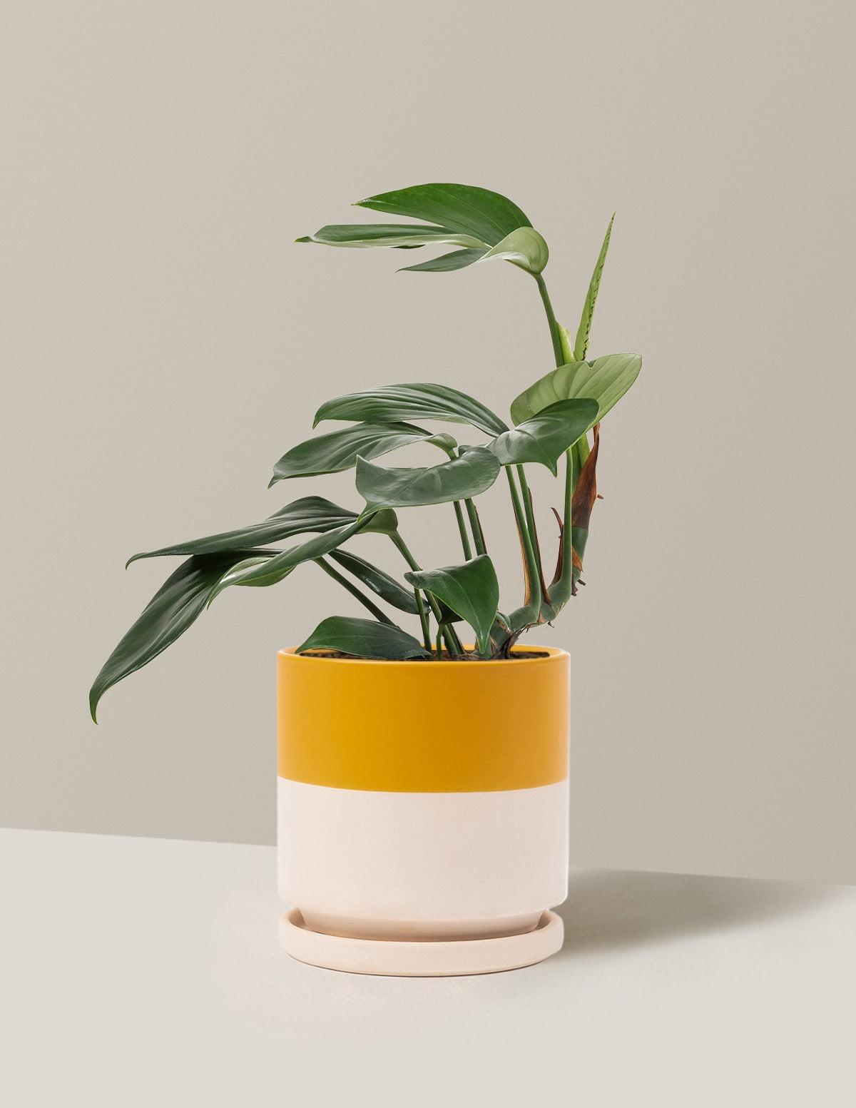 Dragon Tail Plant