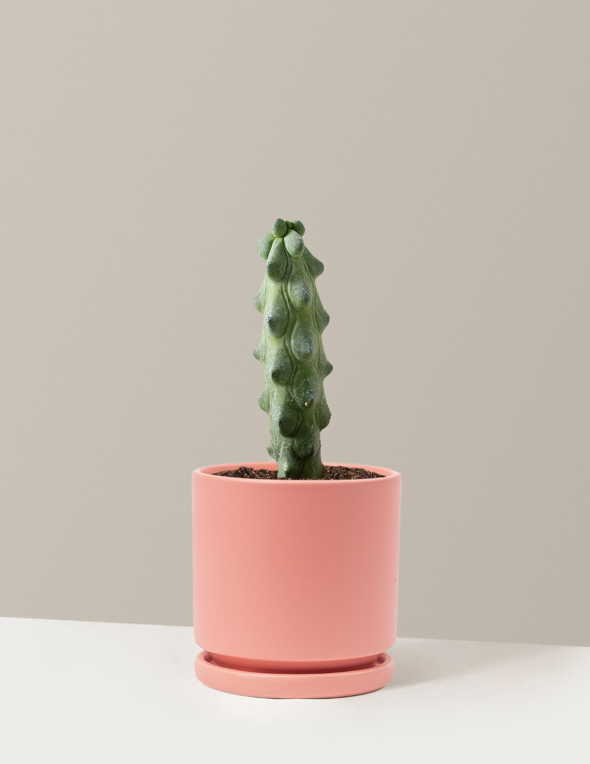 Boobie Cactus