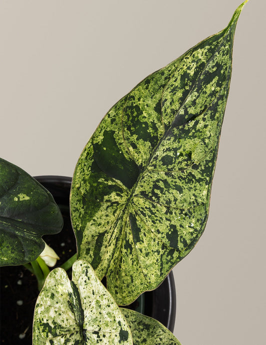 Alocasia Green Mint