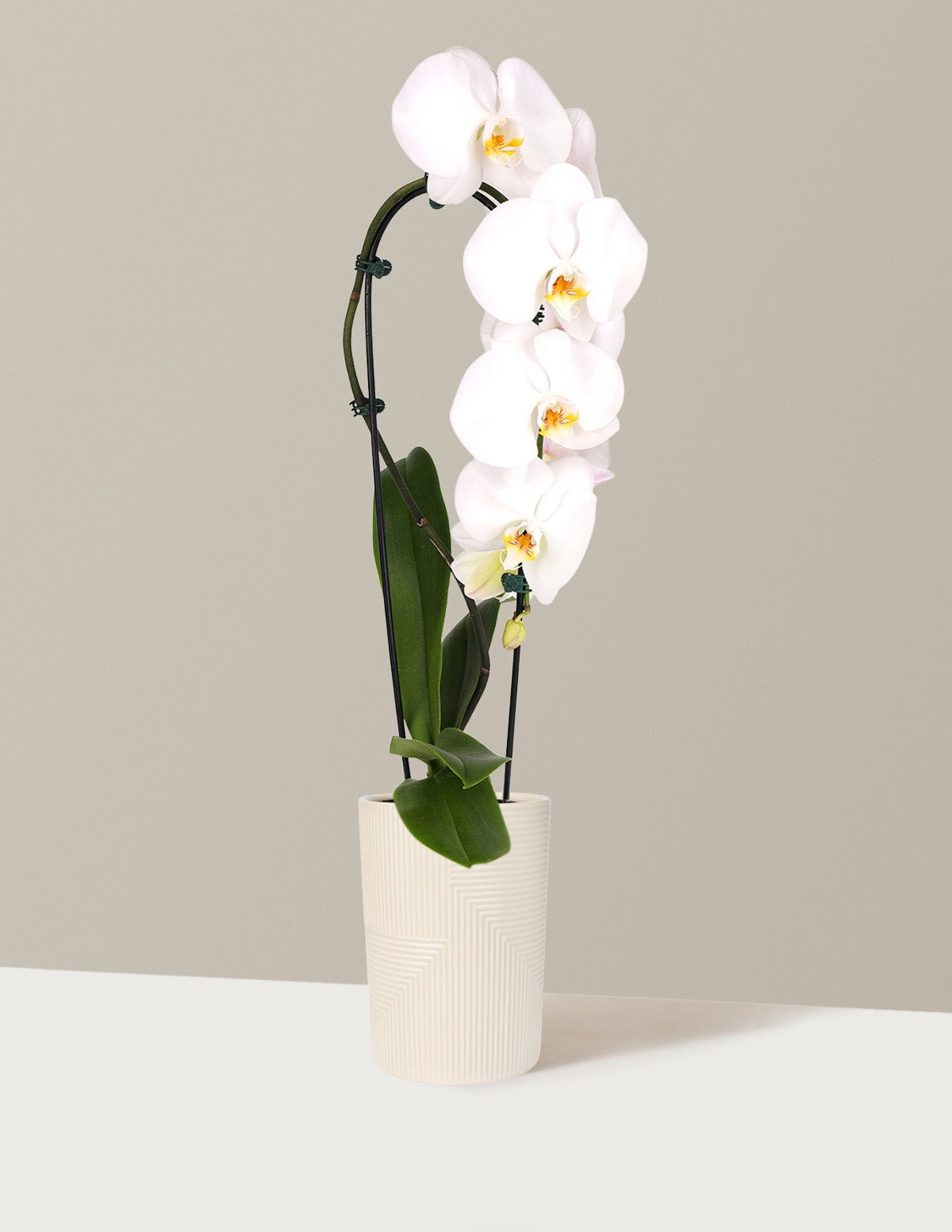 Waterfall Orchid