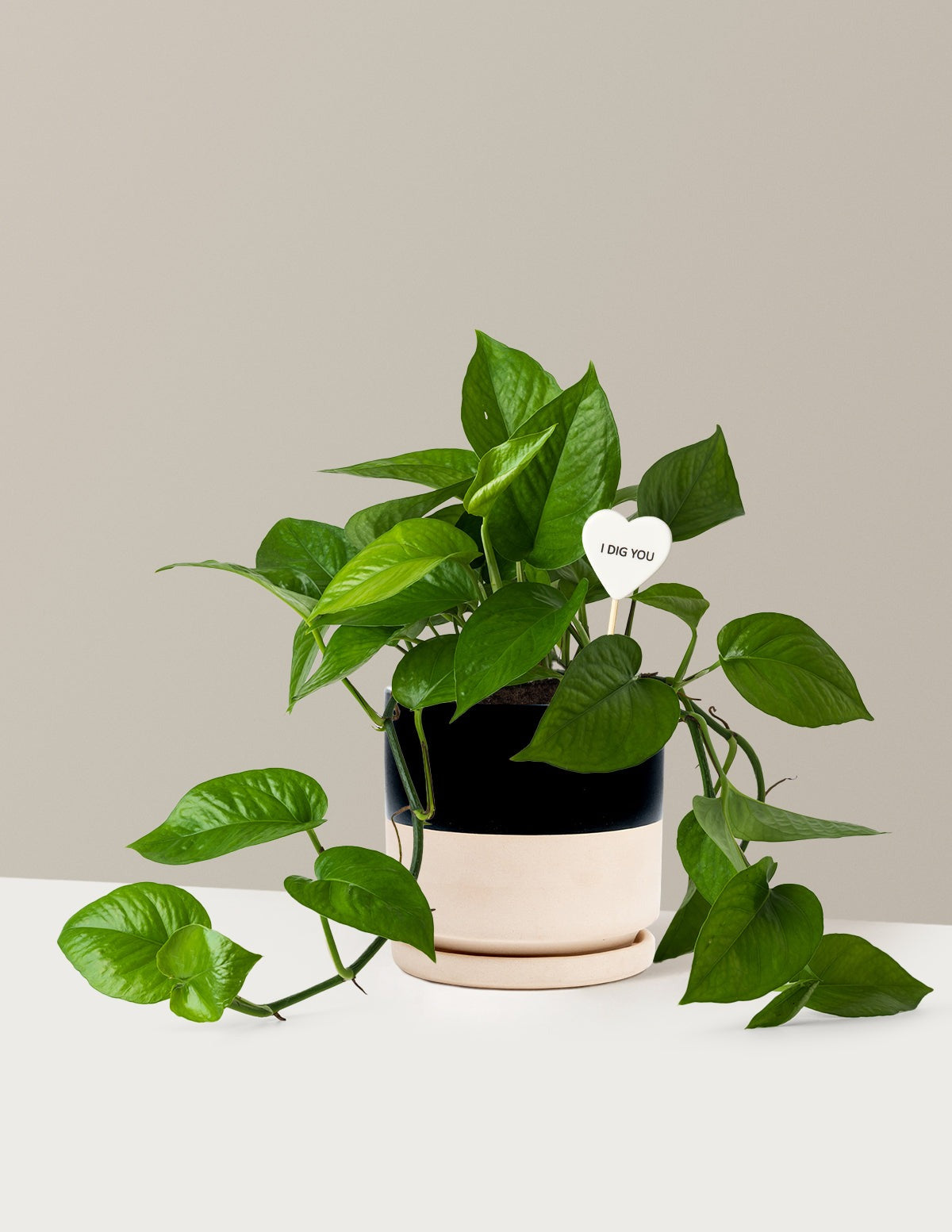 I Dig You Jade Pothos