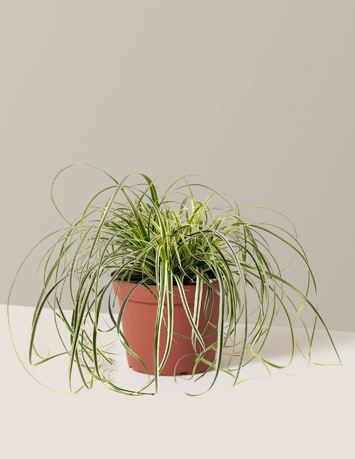 Carex Feather FallsTM