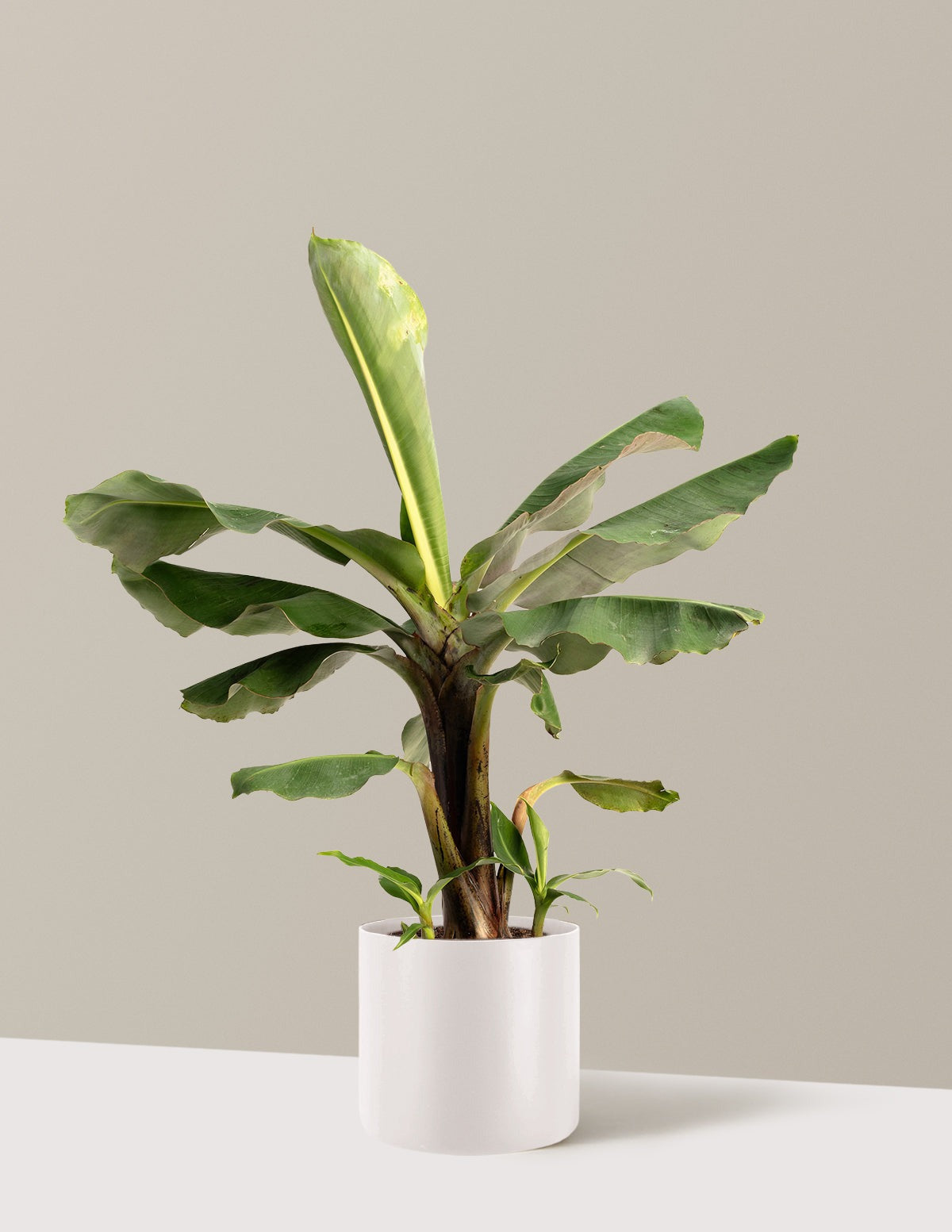Truly Tiny Dwarf Banana Tree