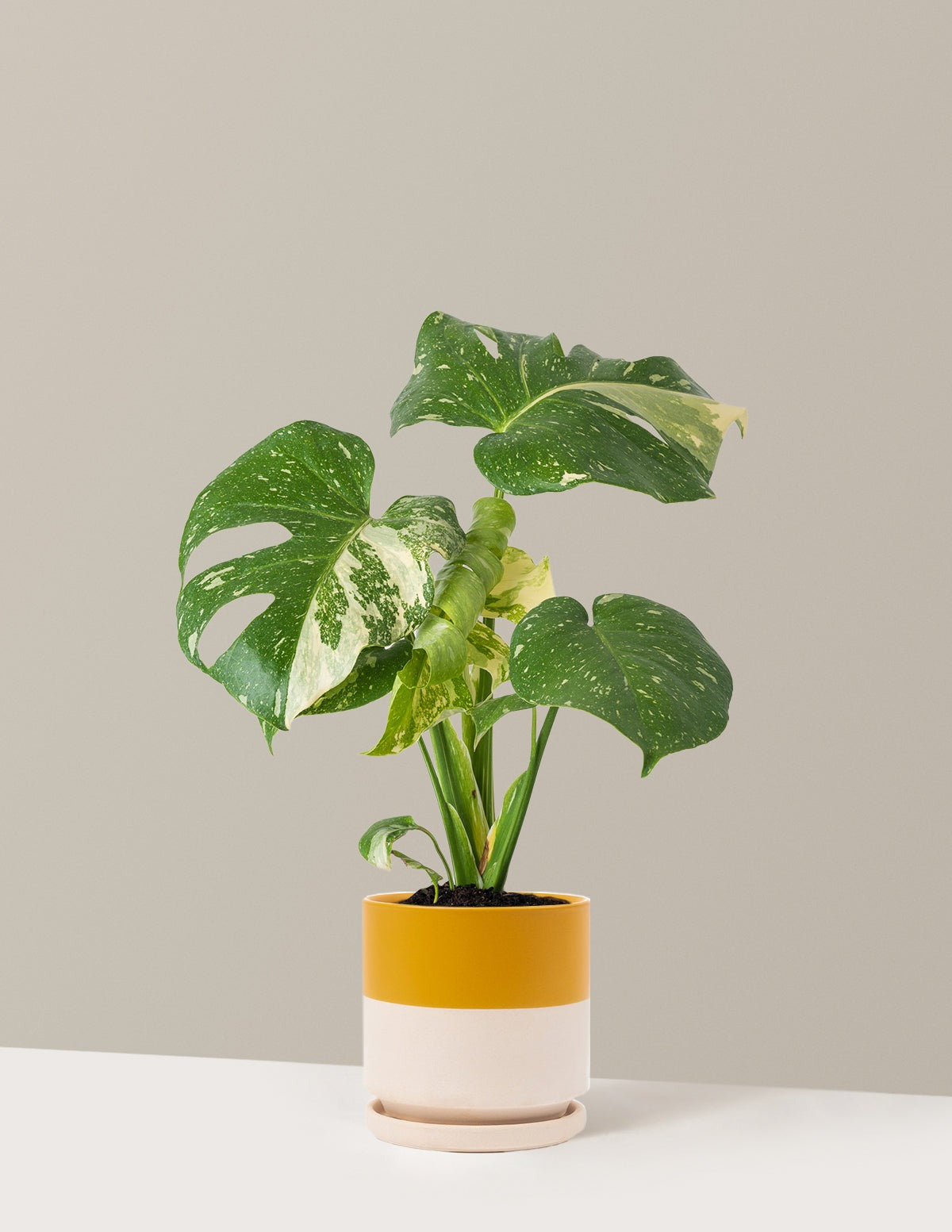 Monstera Thai Constellation