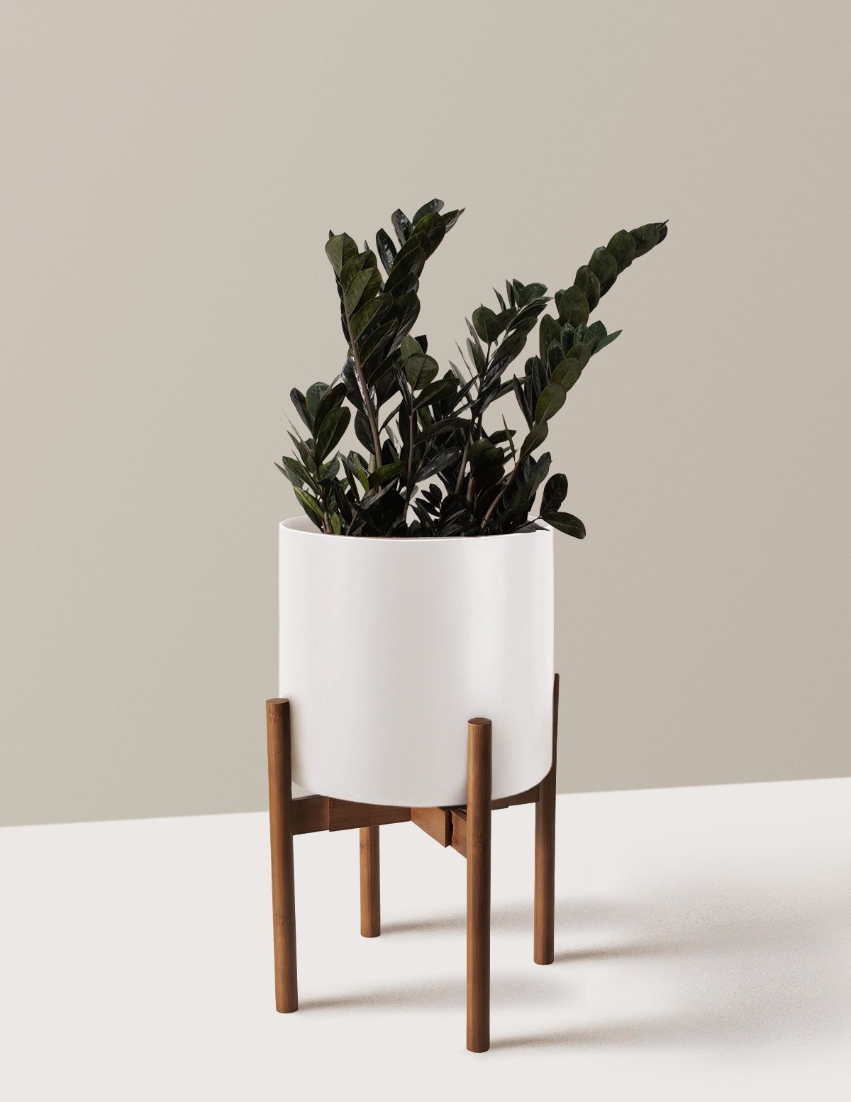 Black ZZ Plant