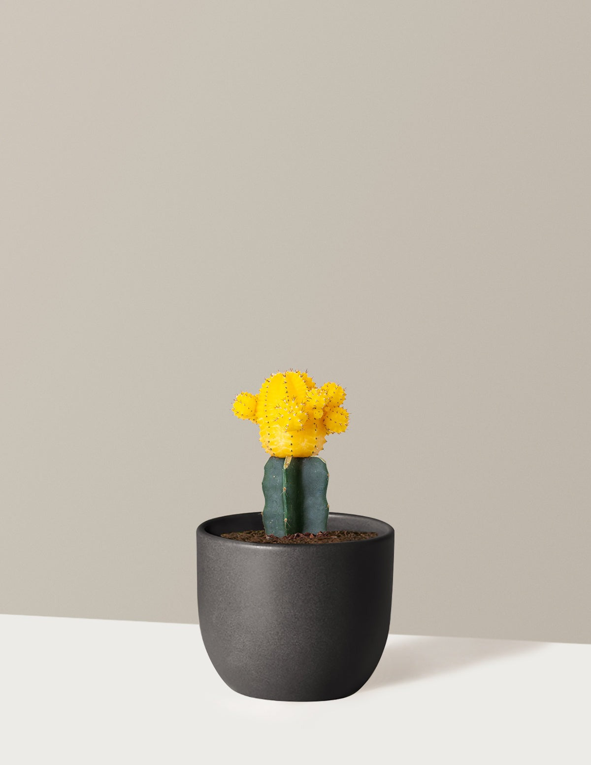Moon Cactus