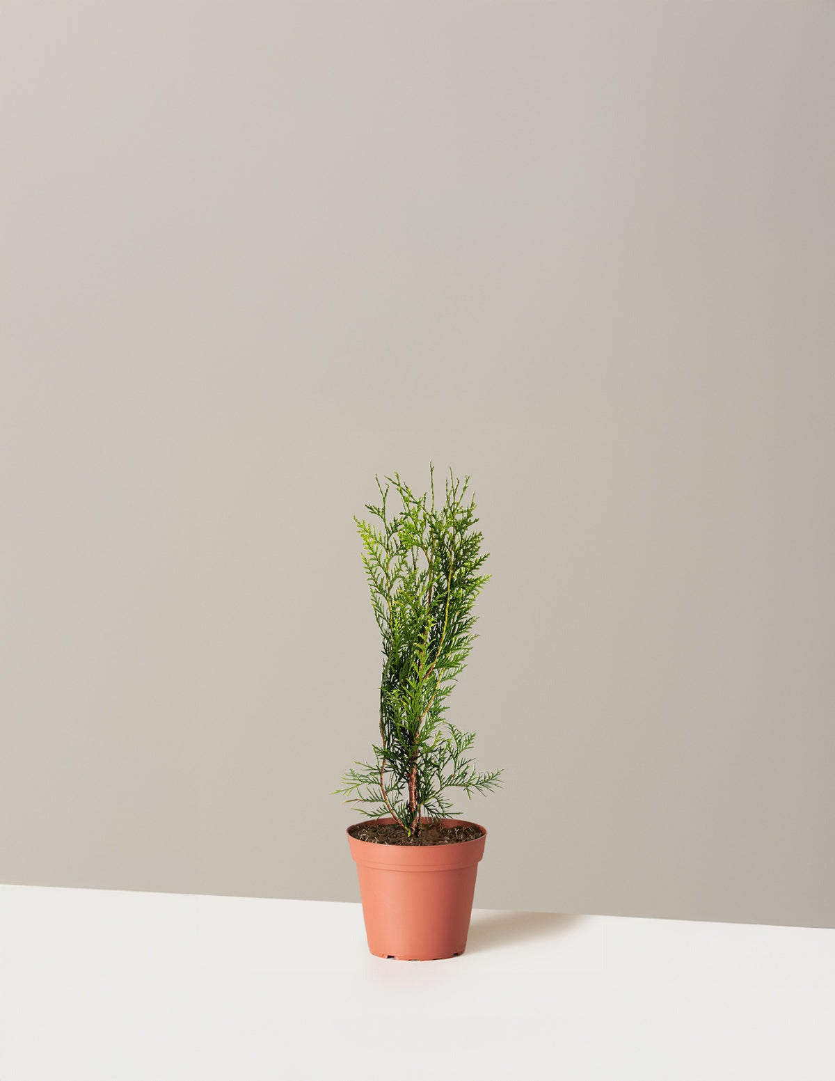 Thuja Green Giant
