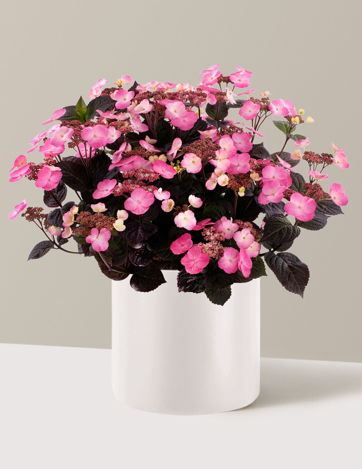 Pink DynamoTM Hydrangea