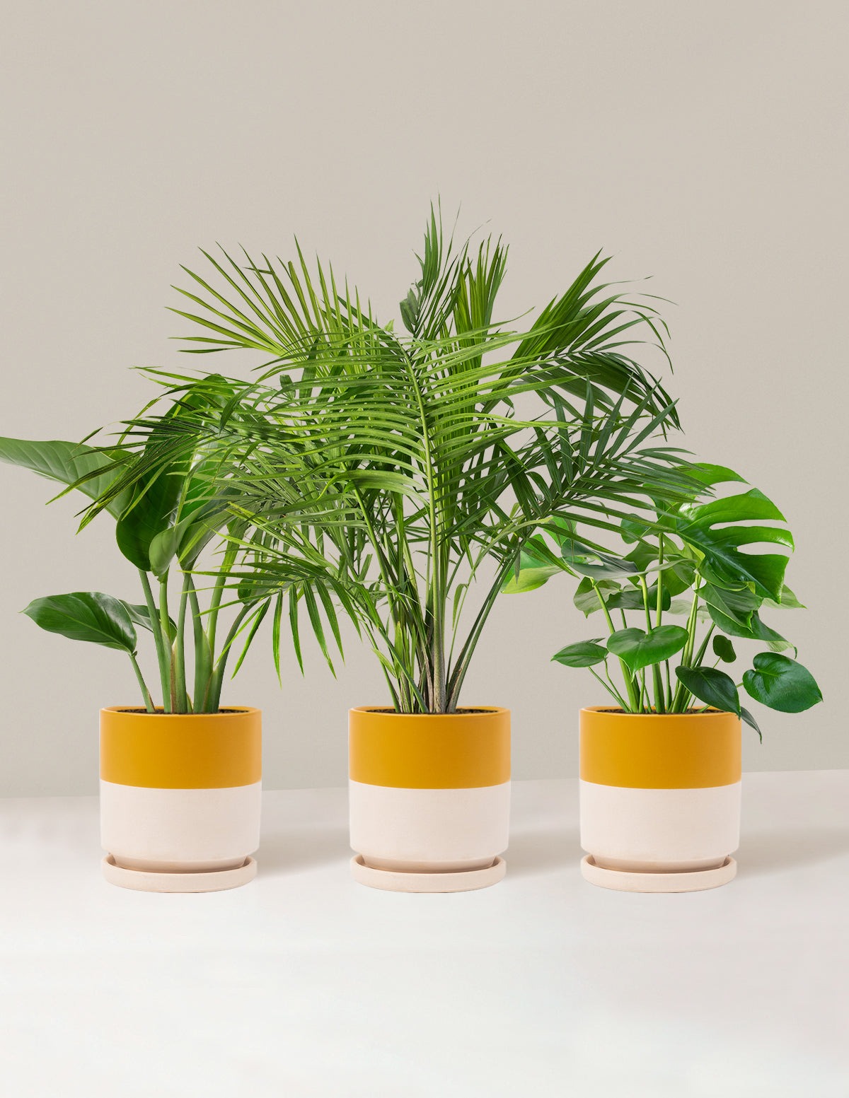 Tropical Trio
