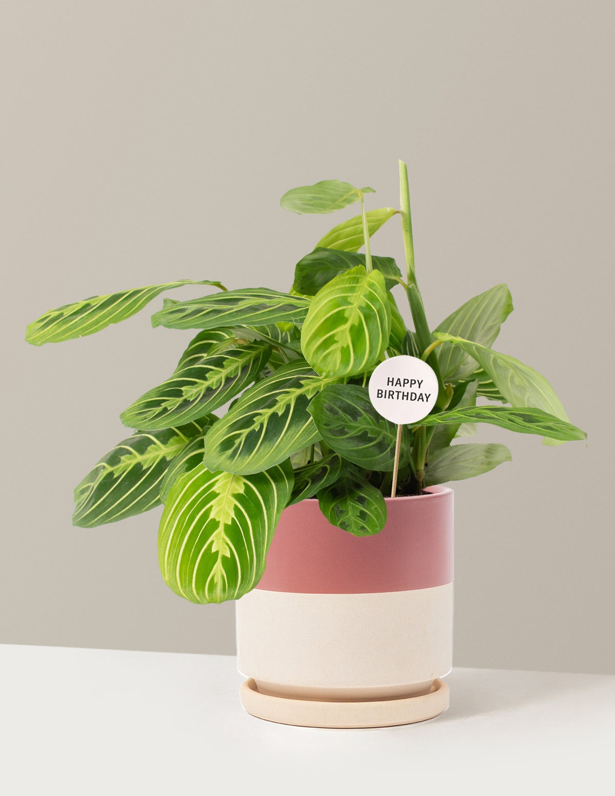 Happy Birthday Lemon Lime Prayer Plant