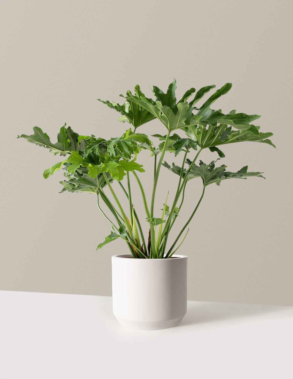 Large Philodendron Selloum Hope