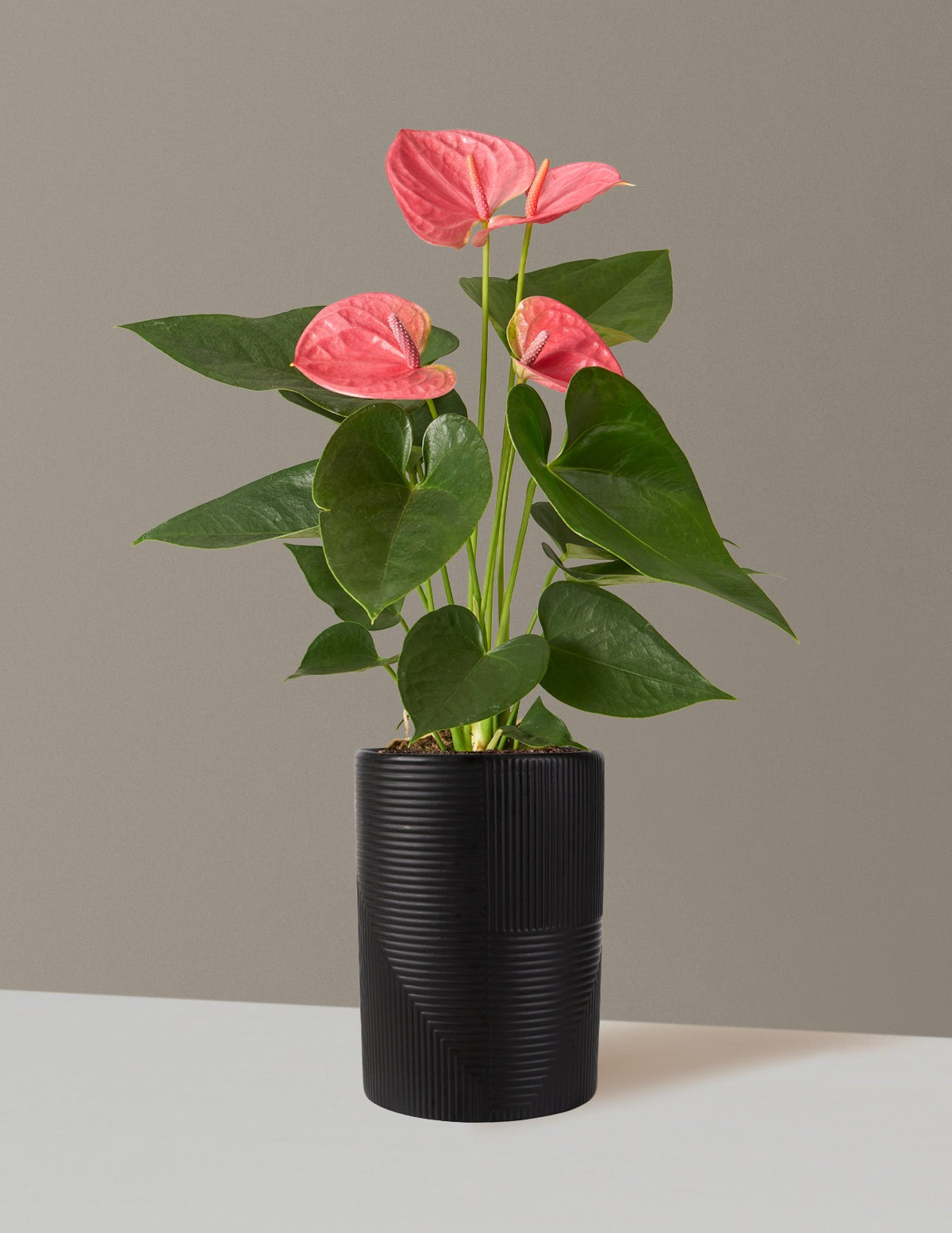 Pink Anthurium