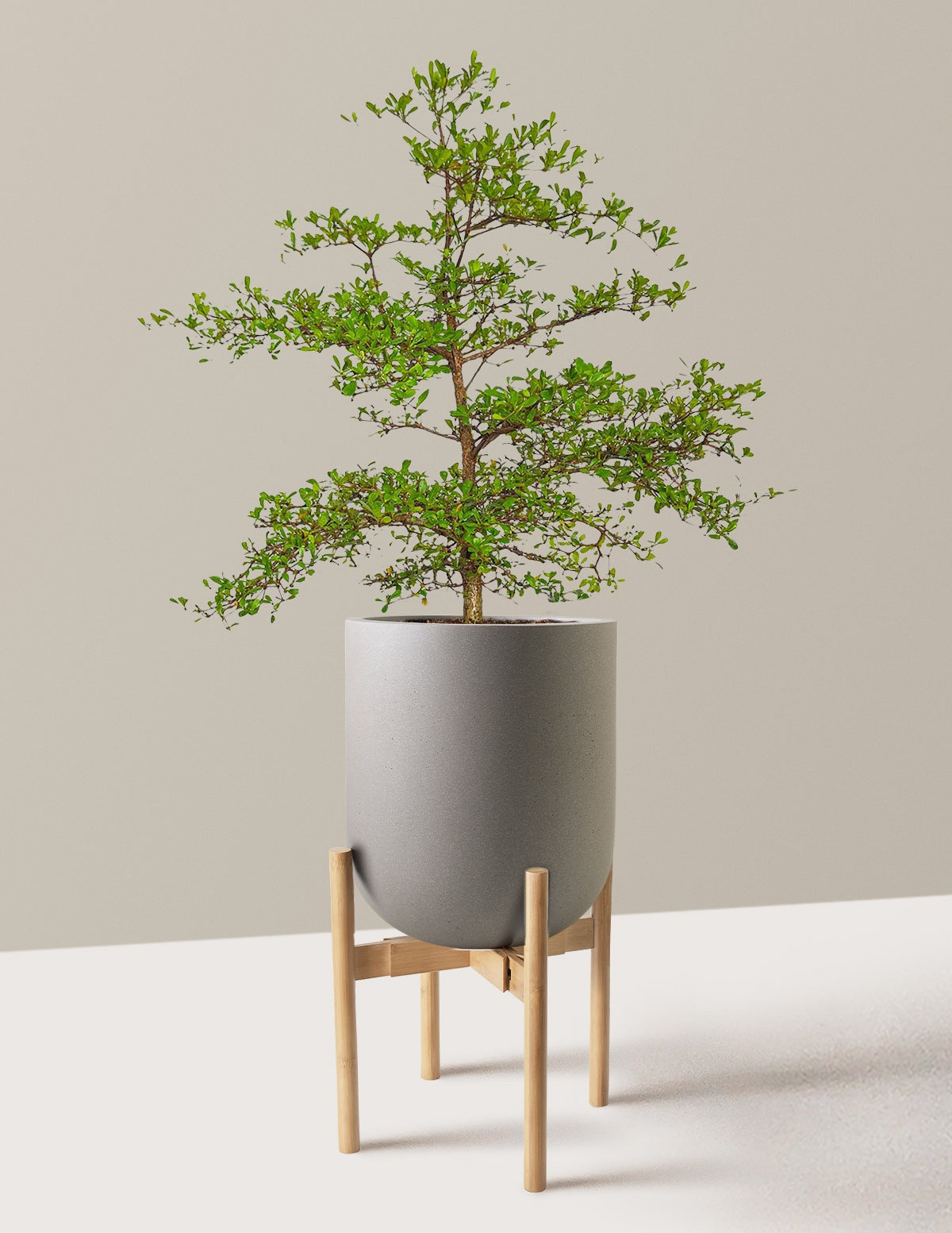 Black Olive Tree