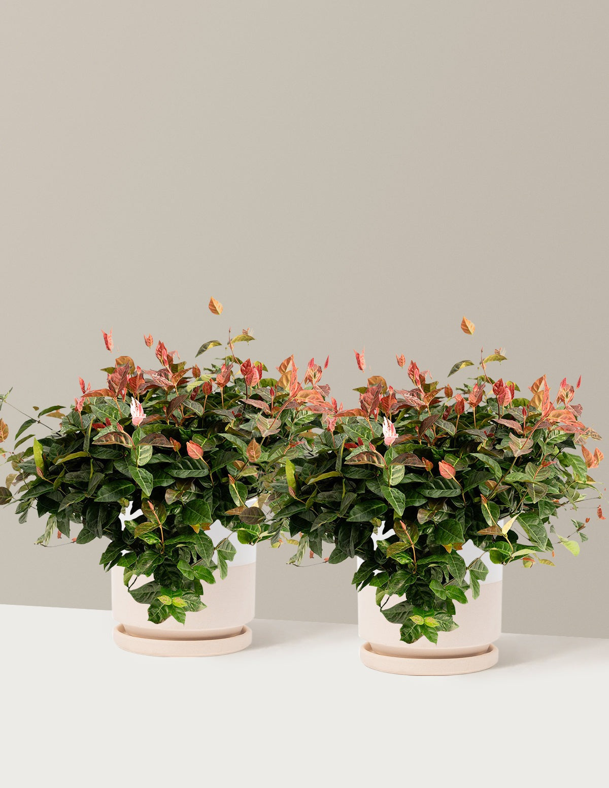 Snow-N-SummerTM Asiatic Jasmine