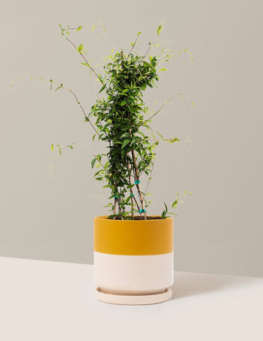 Carolina Jasmine