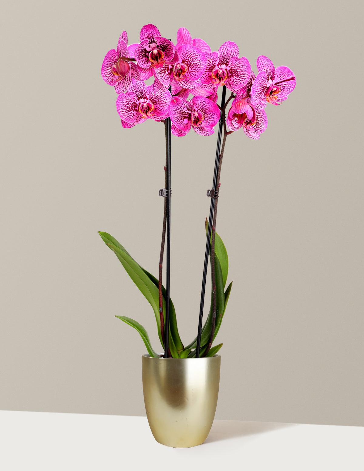 Prism Rose Kaleidoscope Orchid