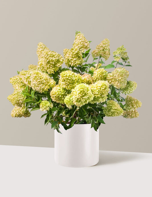 Dragon BabyTM Hydrangea