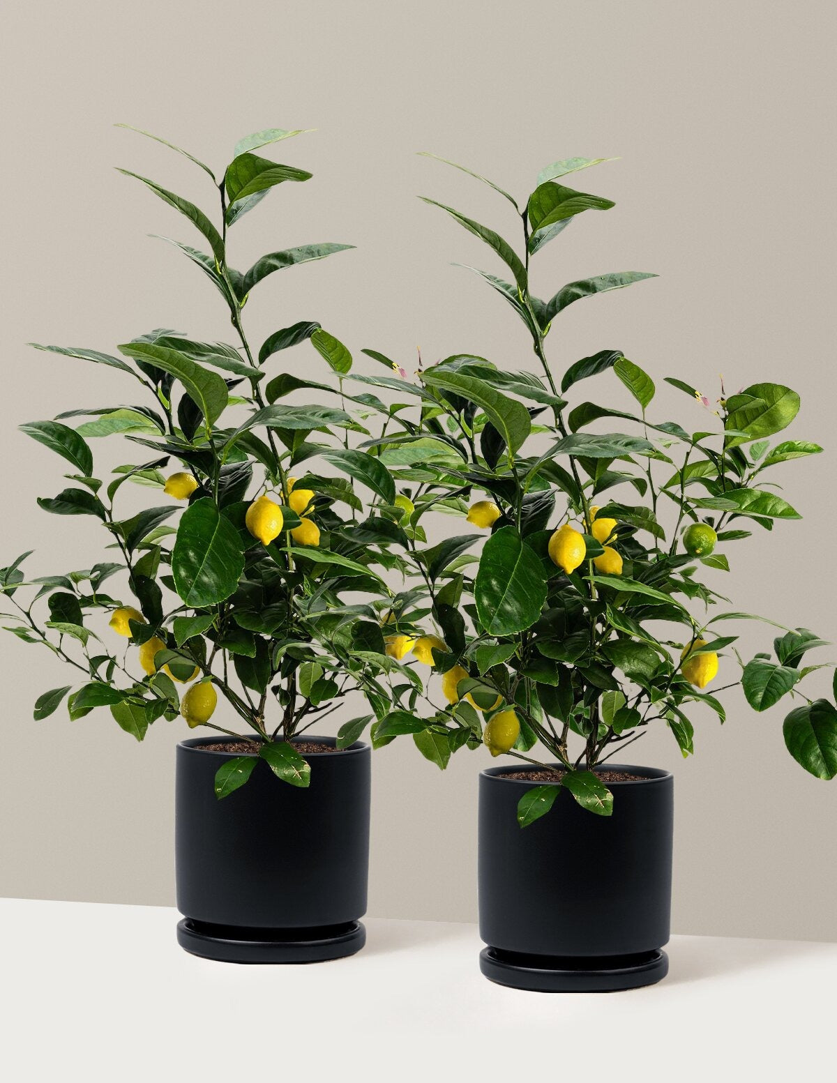 Meyer Lemon
