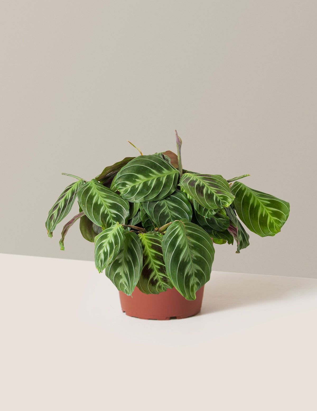 Black Prayer Plant
