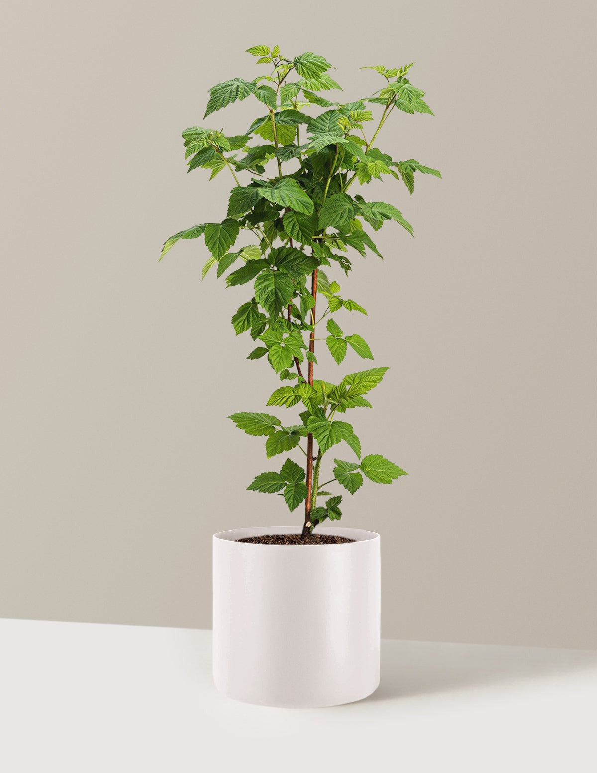 Nova Red Raspberry Plant