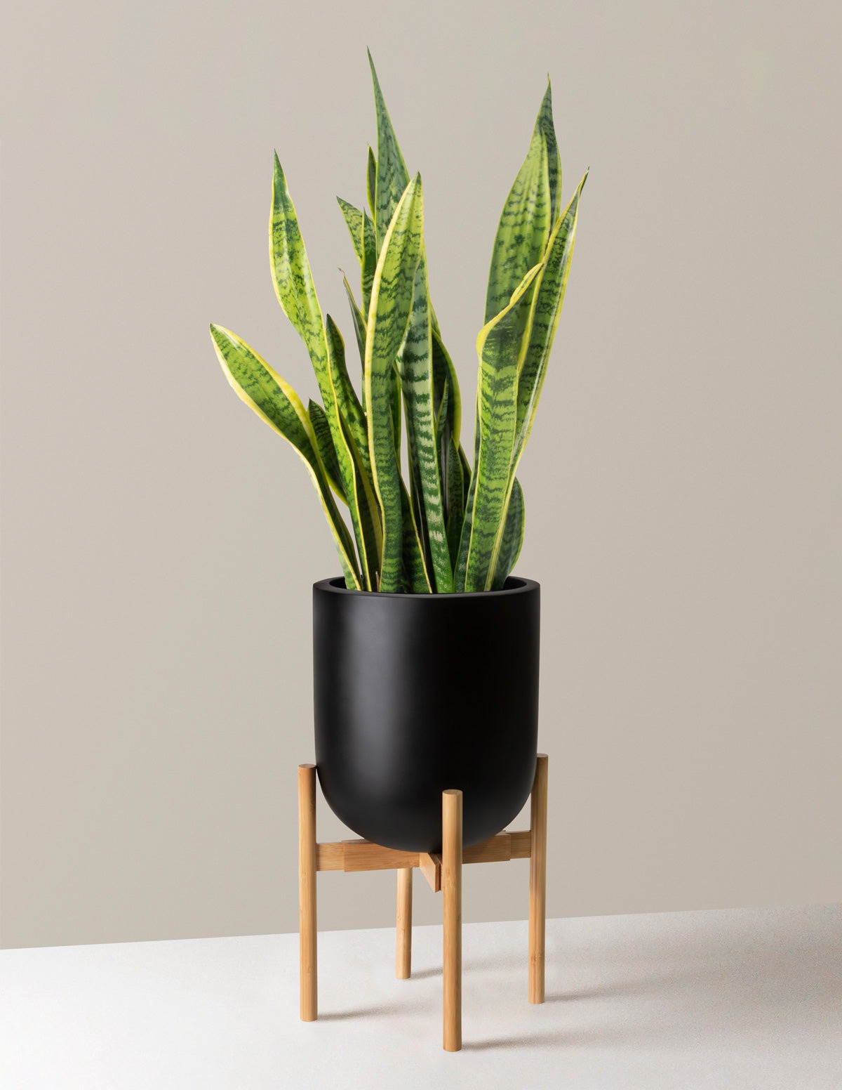 Adjustable Plant Stand (LGL)