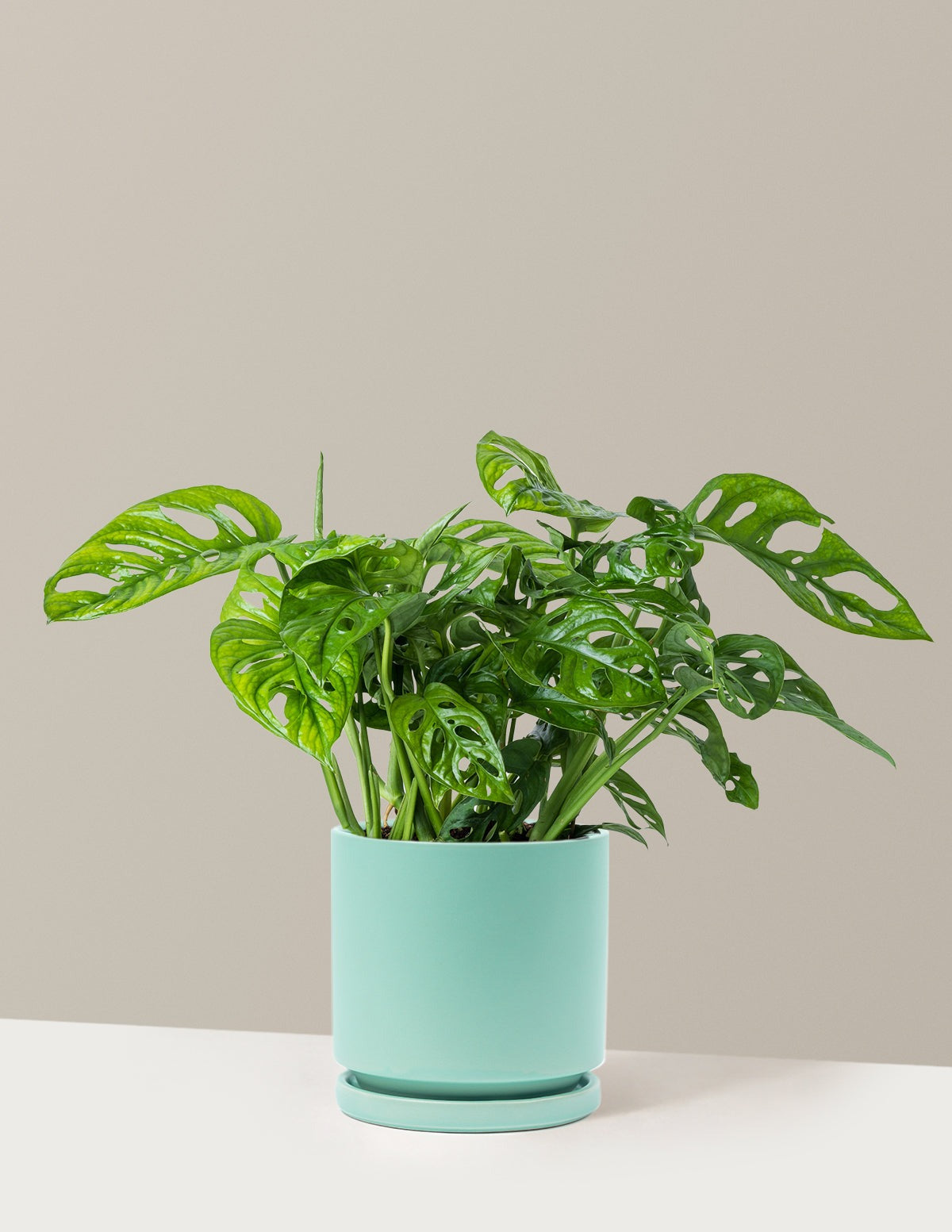 Monstera Adansonii