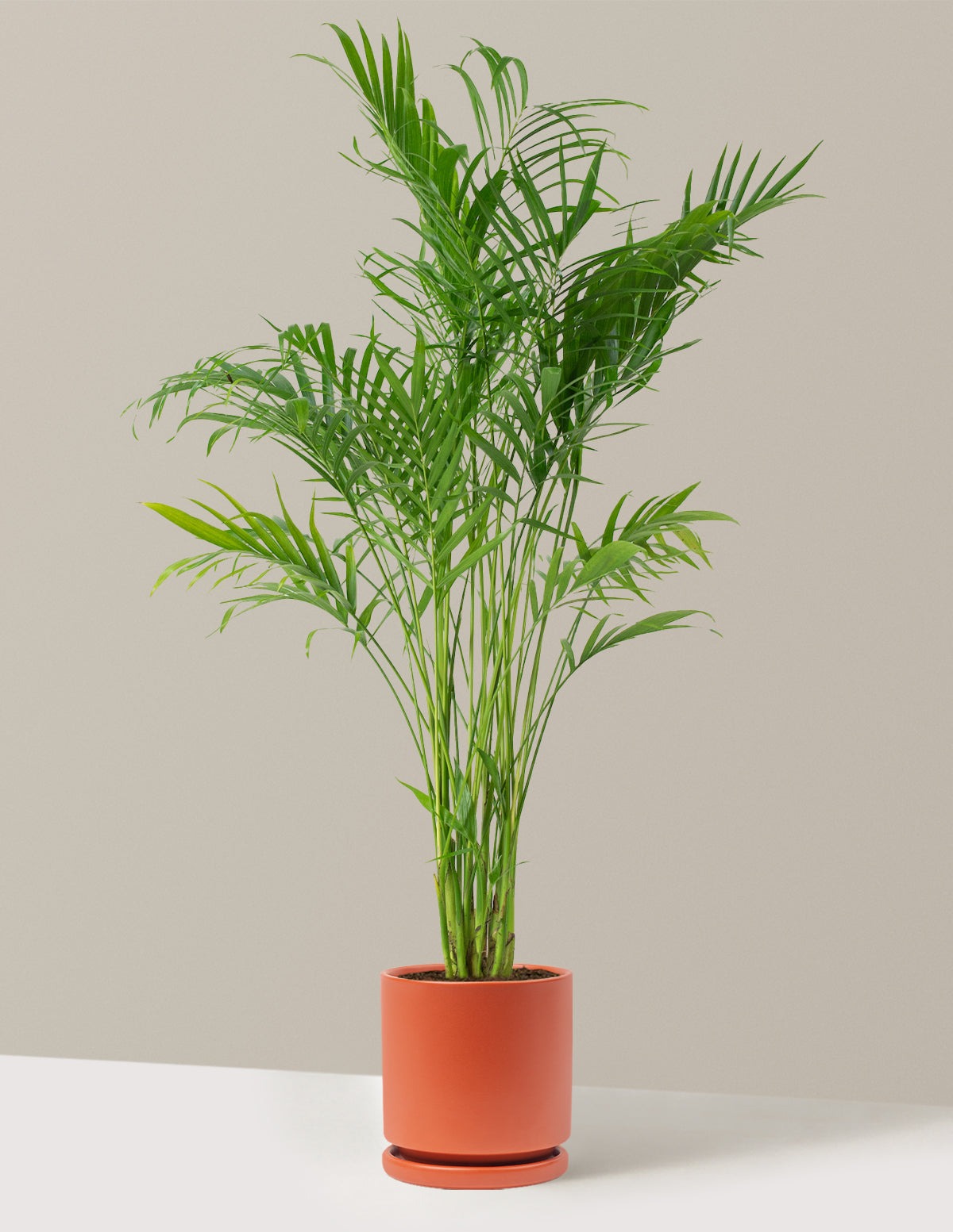 Large Cat Palm