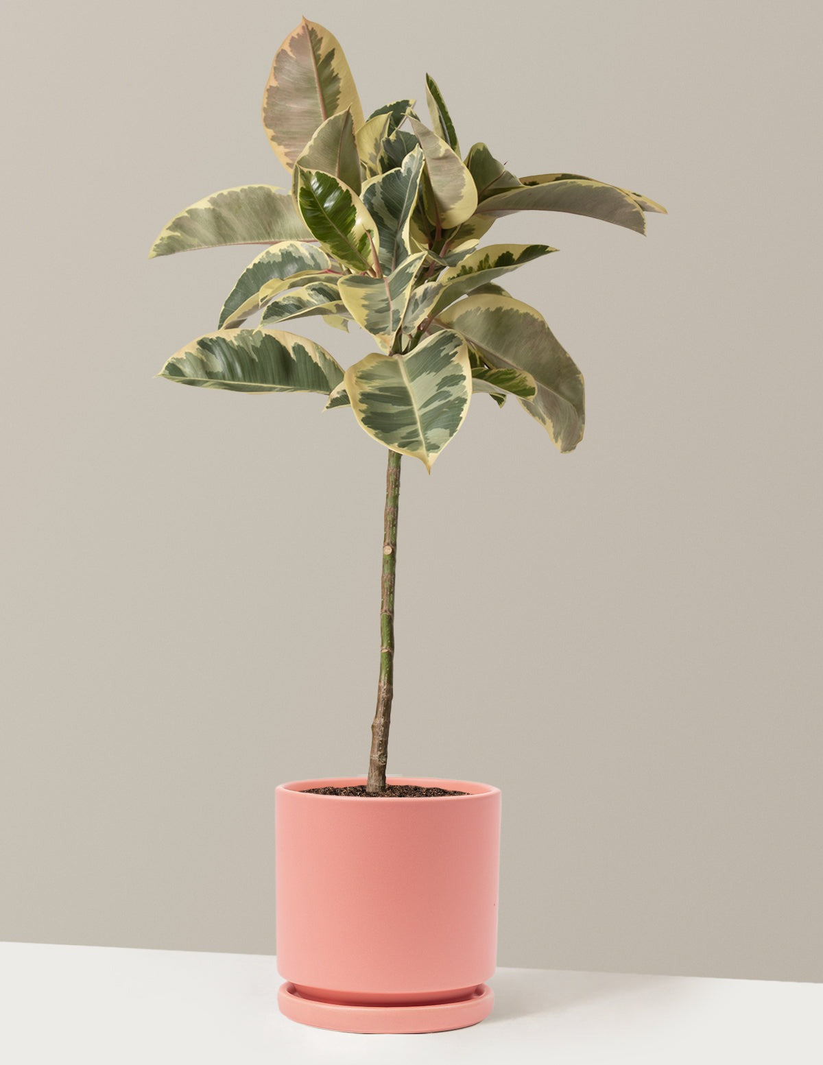 Ficus Tineke Tree
