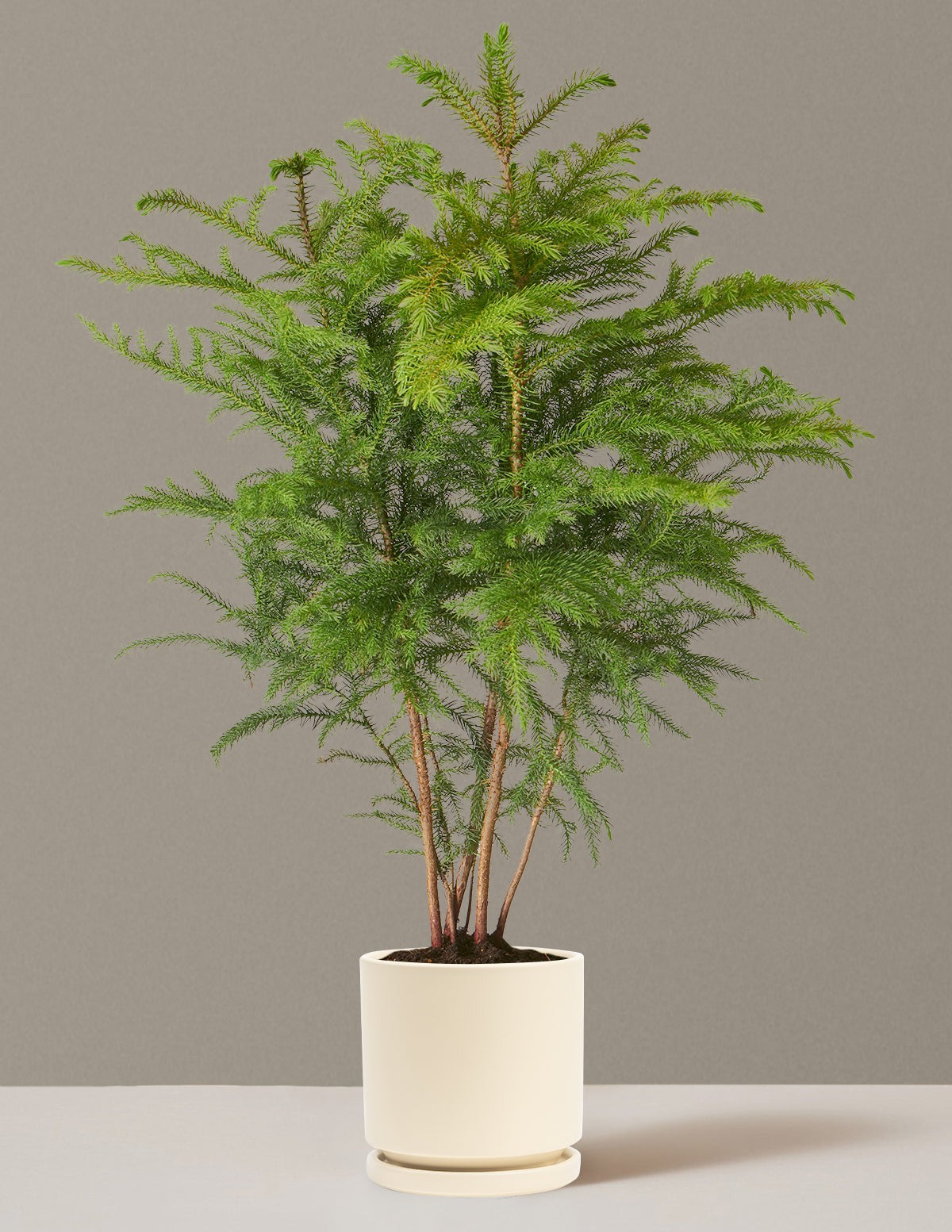 Norfolk Island Pine